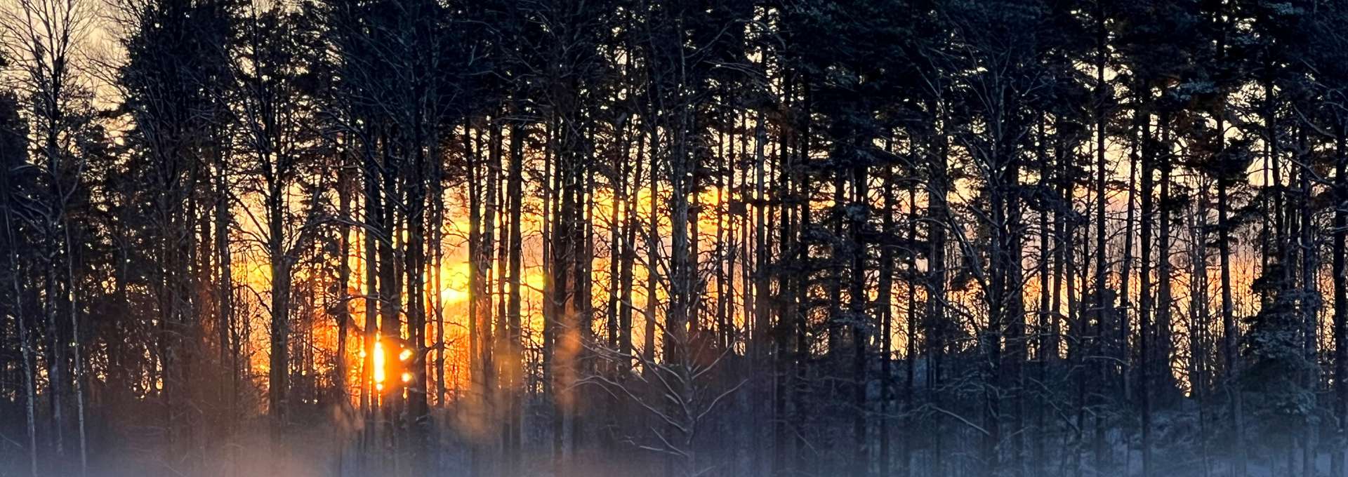 En snötäckt skog i gryningen/skymning.
