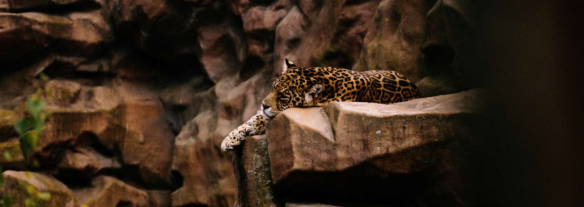 Leopard som vilar på en klippa
