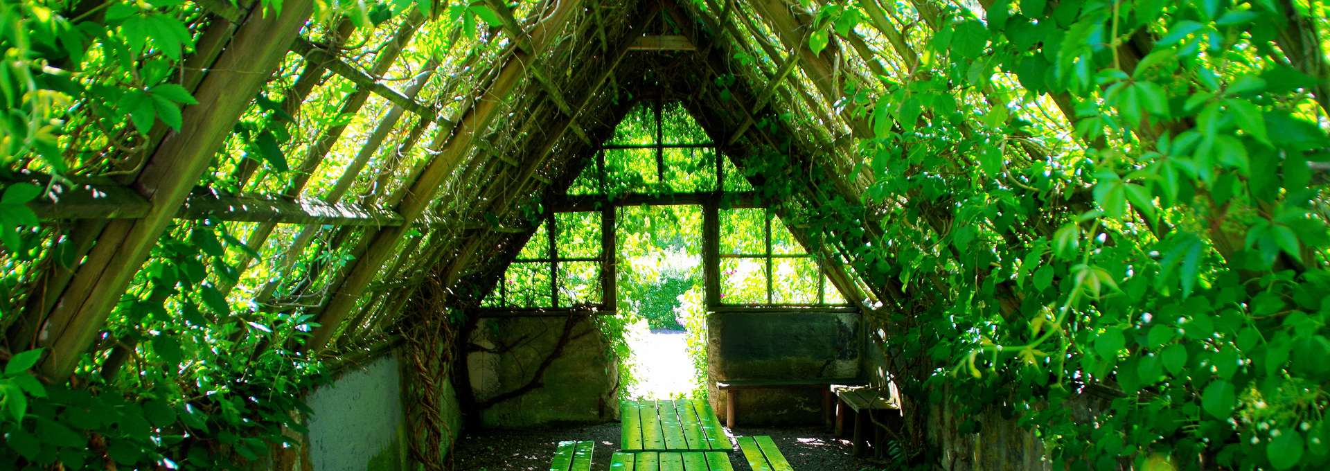Grönskande gammalt växthus.