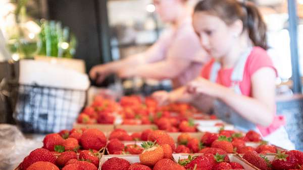 Barn som står och plockar vid jordgubbslådor