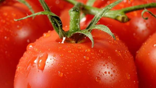 Närbild på mogna tomater.